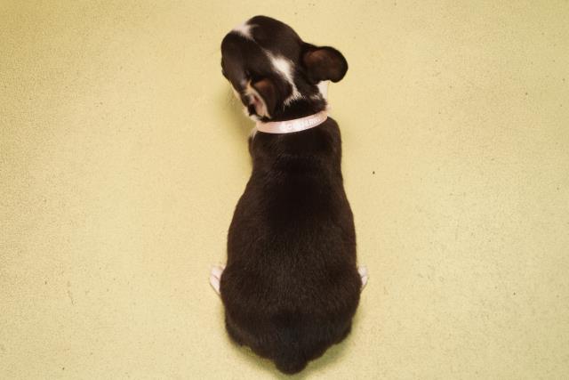 静岡県のチワワ(スムース) (Coo&RIKU浜松店/2026年2月11日生まれ/女の子/ブラックタンホワイト)の子犬の4枚目の画像