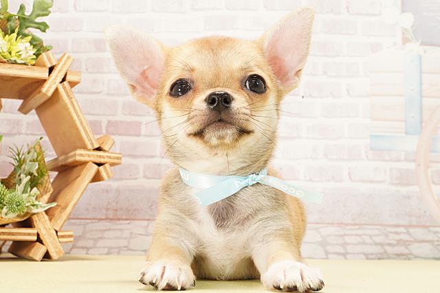 チワワ(スムースコート)