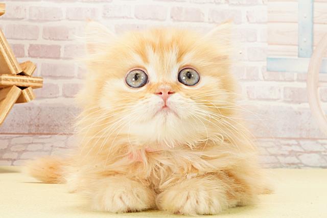 静岡県のマンチカン (Coo&RIKU静岡SBS通り店/2026年2月10日生まれ/男の子/レッドタビー)の子猫の1枚目の画像