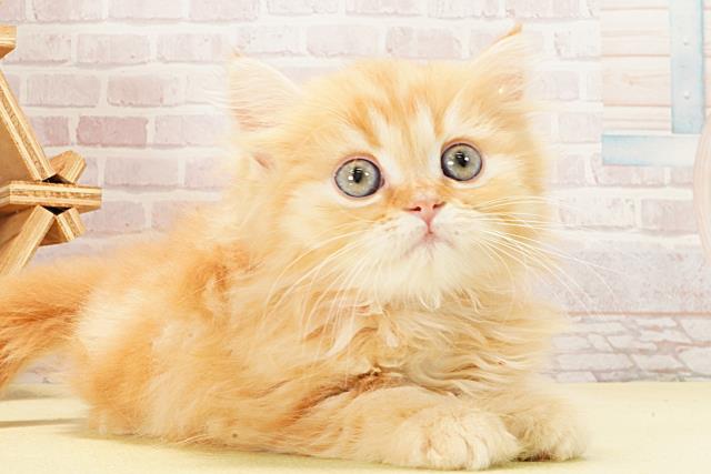 静岡県のマンチカン (Coo&RIKU静岡SBS通り店/2026年2月10日生まれ/男の子/レッドタビー)の子猫の2枚目の画像