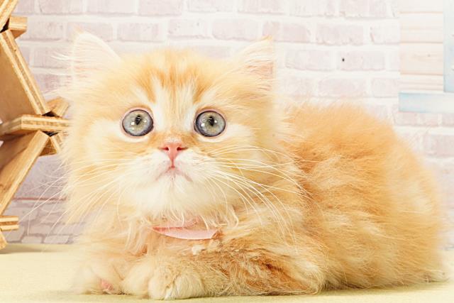 静岡県のマンチカン (Coo&RIKU静岡SBS通り店/2026年2月10日生まれ/男の子/レッドタビー)の子猫の3枚目の画像