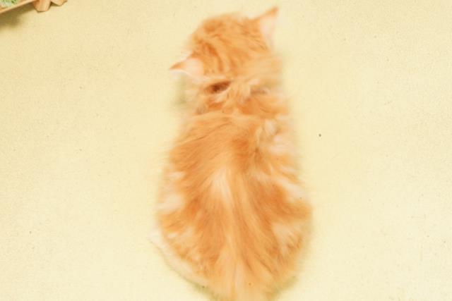 静岡県のマンチカン (Coo&RIKU静岡SBS通り店/2026年2月10日生まれ/男の子/レッドタビー)の子猫の4枚目の画像