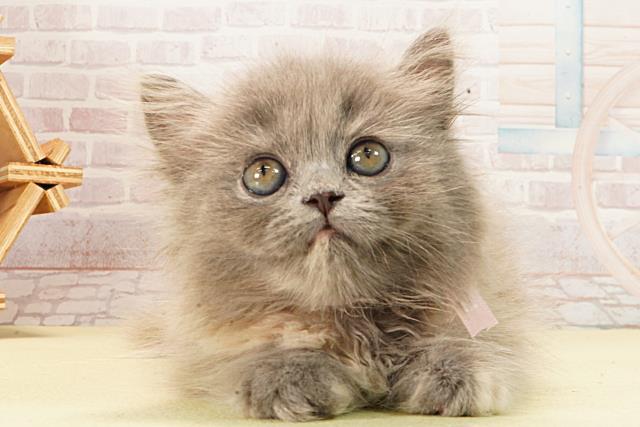 愛知県のマンチカン (Coo&RIKU春日井店/2026年2月10日生まれ/女の子/ブルークリーム)の子猫