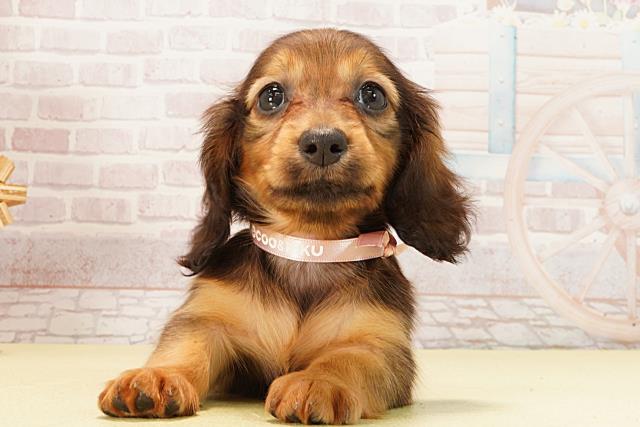 静岡県のミニチュアダックスフンド(ロング) (Coo&RIKU浜松店/2026年2月11日生まれ/女の子/レッド)の子犬