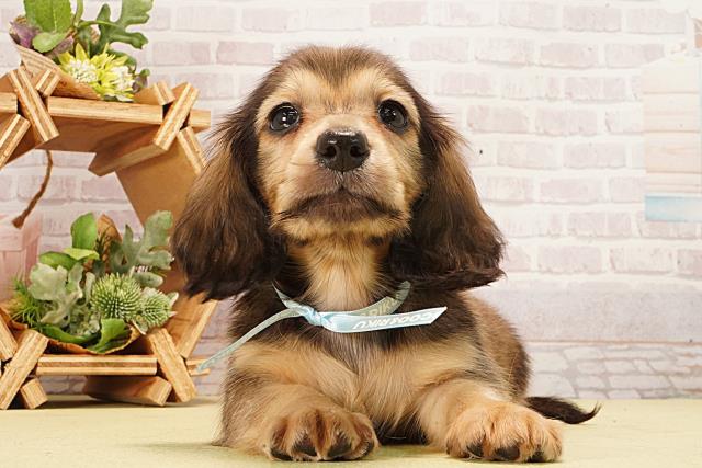 岐阜県のミニチュアダックスフンド(ロング) (Coo&RIKU岐阜店/2026年2月11日生まれ/男の子/シェーデットイエロー)の子犬