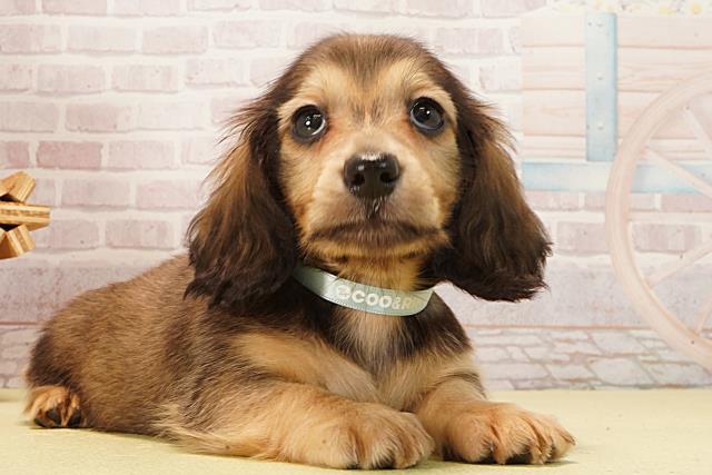 岐阜県のミニチュアダックスフンド(ロング) (Coo&RIKU岐阜店/2026年2月11日生まれ/男の子/シェーデットイエロー)の子犬の2枚目の画像