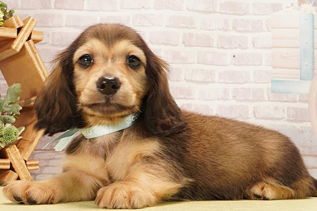 岐阜県のミニチュアダックスフンド(ロング) (Coo&RIKU岐阜店/2026年2月11日生まれ/男の子/シェーデットイエロー)の子犬の3枚目の画像