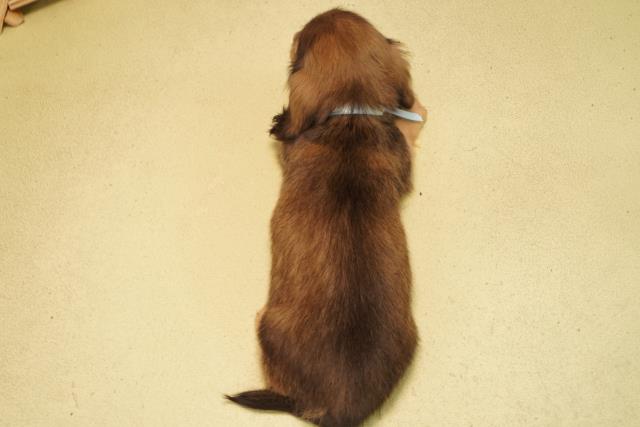 岐阜県のミニチュアダックスフンド(ロング) (Coo&RIKU岐阜店/2026年2月11日生まれ/男の子/シェーデットイエロー)の子犬の4枚目の画像