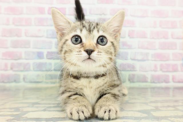 神奈川県のジェネッタ (Coo&RIKU秦野店/2026年2月9日生まれ/女の子/ブラウンスポットタビー)の子猫の1枚目の画像