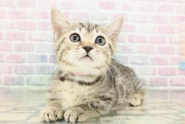 神奈川県のジェネッタ (Coo&RIKU秦野店/2026年2月9日生まれ/女の子/ブラウンスポットタビー)の子猫の2枚目の画像