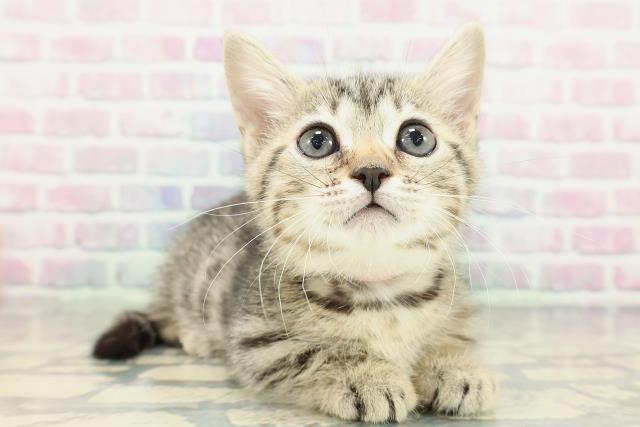 神奈川県のジェネッタ (Coo&RIKU秦野店/2026年2月9日生まれ/女の子/ブラウンスポットタビー)の子猫の3枚目の画像