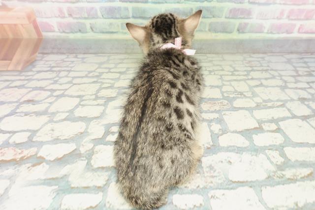 神奈川県のジェネッタ (Coo&RIKU秦野店/2026年2月9日生まれ/女の子/ブラウンスポットタビー)の子猫の4枚目の画像