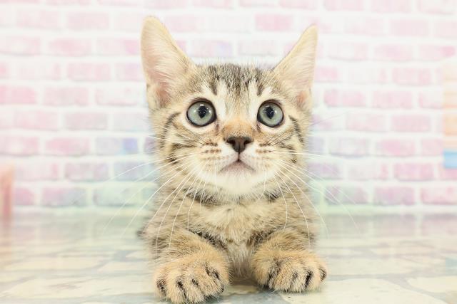 神奈川県のジェネッタ (Coo&RIKU横浜旭店/2026年2月9日生まれ/男の子/ブラウンスポットタビー)の子猫の1枚目の画像