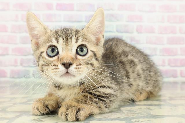 神奈川県のジェネッタ (Coo&RIKU横浜旭店/2026年2月9日生まれ/男の子/ブラウンスポットタビー)の子猫の2枚目の画像