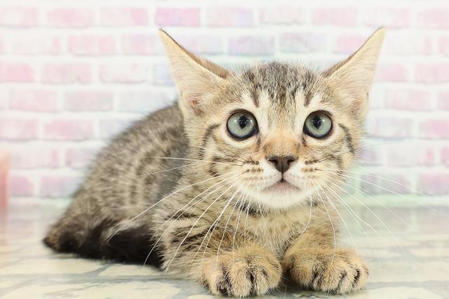 神奈川県のジェネッタ (Coo&RIKU横浜旭店/2026年2月9日生まれ/男の子/ブラウンスポットタビー)の子猫の3枚目の画像