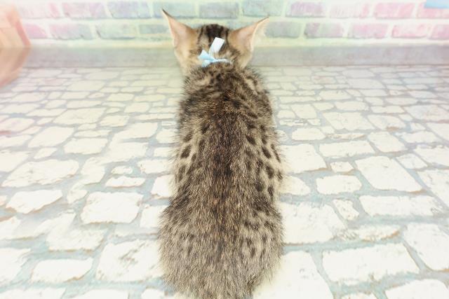 神奈川県のジェネッタ (Coo&RIKU横浜旭店/2026年2月9日生まれ/男の子/ブラウンスポットタビー)の子猫の4枚目の画像