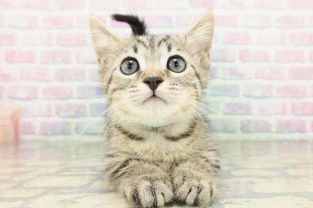 神奈川県のジェネッタ (Coo&RIKU横浜港南台店/2026年2月9日生まれ/男の子/ブラウンスポットタビー)の子猫の1枚目の画像