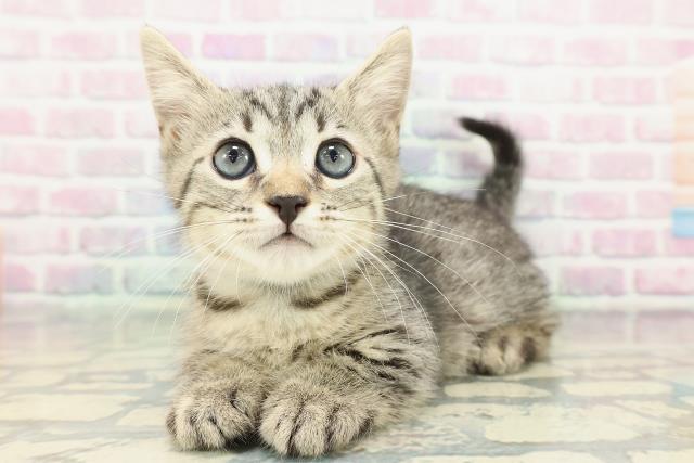 神奈川県のジェネッタ (Coo&RIKU横浜港南台店/2026年2月9日生まれ/男の子/ブラウンスポットタビー)の子猫の2枚目の画像