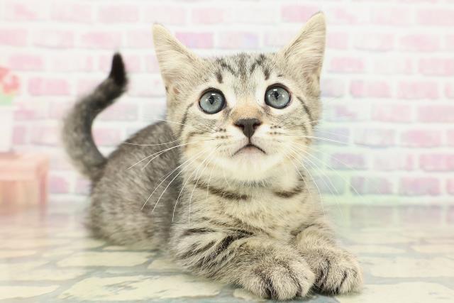 神奈川県のジェネッタ (Coo&RIKU横浜港南台店/2026年2月9日生まれ/男の子/ブラウンスポットタビー)の子猫の3枚目の画像