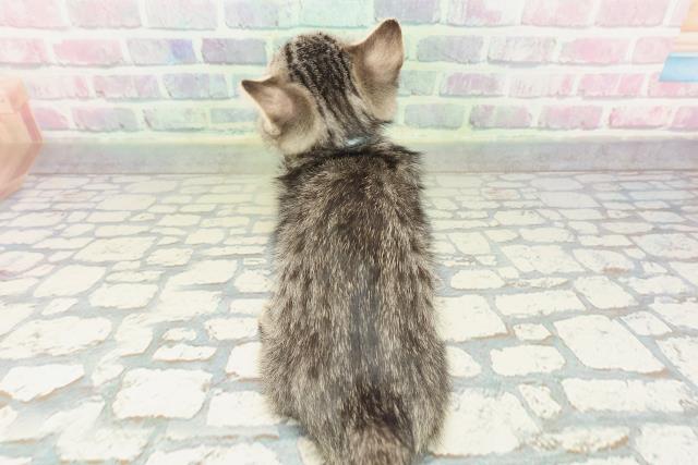 神奈川県のジェネッタ (Coo&RIKU横浜港南台店/2026年2月9日生まれ/男の子/ブラウンスポットタビー)の子猫の4枚目の画像