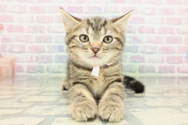 神奈川県のアメリカンショートヘアー (Coo&RIKU横浜旭店/2026年2月11日生まれ/女の子/ブラウンタビー)の子猫の1枚目の画像
