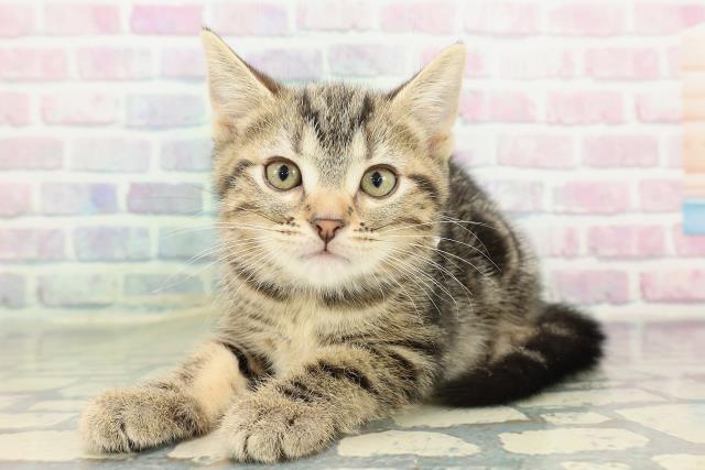 神奈川県のアメリカンショートヘアー (Coo&RIKU横浜旭店/2026年2月11日生まれ/女の子/ブラウンタビー)の子猫の2枚目の画像