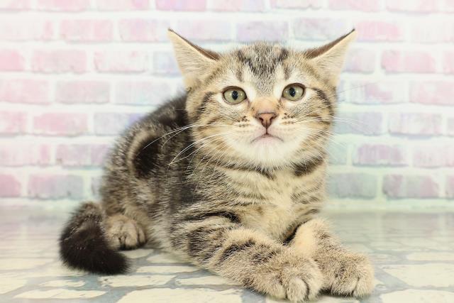 神奈川県のアメリカンショートヘアー (Coo&RIKU横浜旭店/2026年2月11日生まれ/女の子/ブラウンタビー)の子猫の3枚目の画像