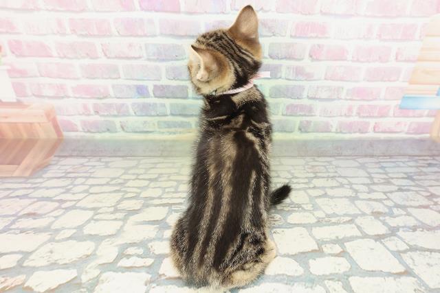 神奈川県のアメリカンショートヘアー (Coo&RIKU横浜旭店/2026年2月11日生まれ/女の子/ブラウンタビー)の子猫の4枚目の画像