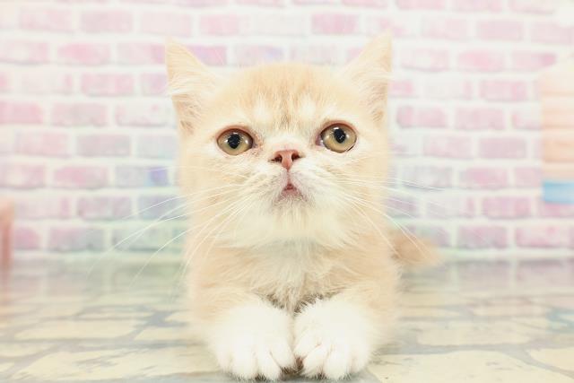 茨城県のミヌエット (Coo&RIKU筑西店/2026年1月23日生まれ/男の子/クリームタビーホワイト)の子猫