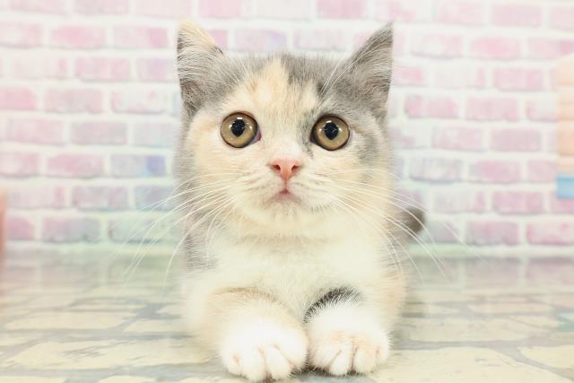 神奈川県のミヌエット (Coo&RIKU江の島店/2026年1月23日生まれ/女の子/ダイリュートキャリコ)の子猫の1枚目の画像