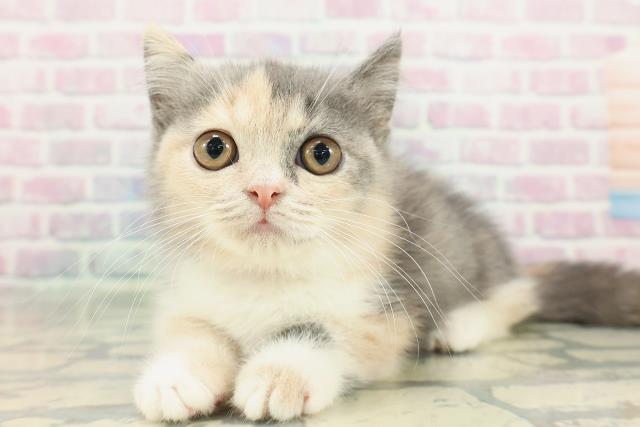 神奈川県のミヌエット (Coo&RIKU江の島店/2026年1月23日生まれ/女の子/ダイリュートキャリコ)の子猫の2枚目の画像