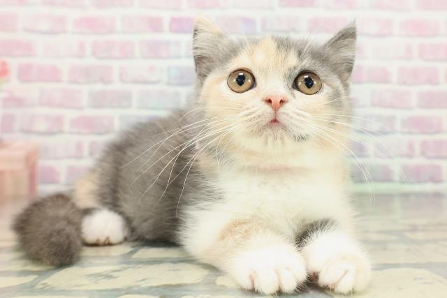 神奈川県のミヌエット (Coo&RIKU江の島店/2026年1月23日生まれ/女の子/ダイリュートキャリコ)の子猫の3枚目の画像