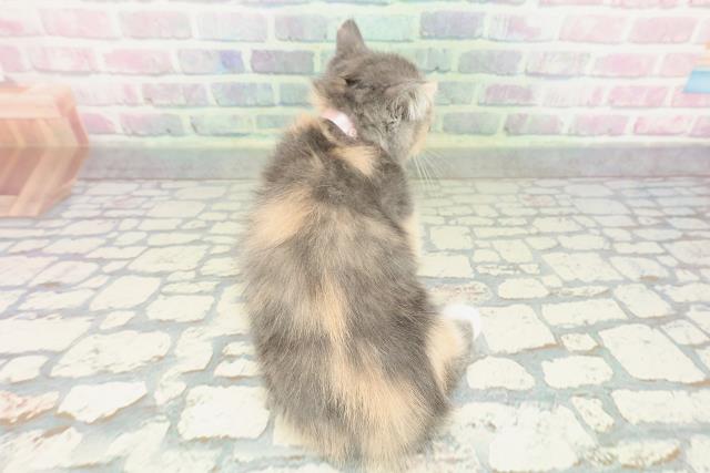 神奈川県のミヌエット (Coo&RIKU江の島店/2026年1月23日生まれ/女の子/ダイリュートキャリコ)の子猫の4枚目の画像