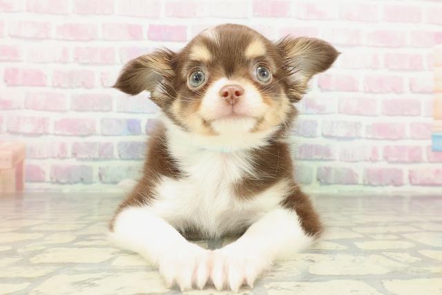 栃木県のチワワ(ロング) (Coo&RIKU宇都宮店/2026年2月10日生まれ/男の子/チョコレートホワイトタン)の子犬の1枚目の画像