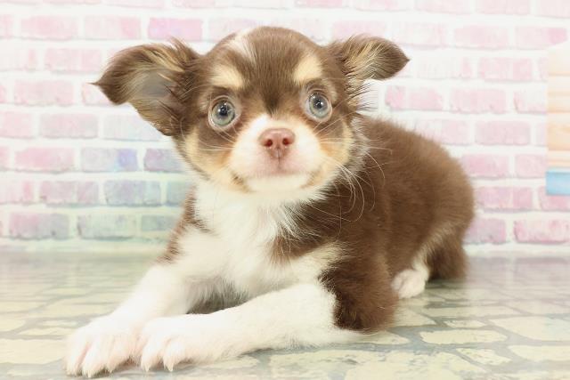 栃木県のチワワ(ロング) (Coo&RIKU宇都宮店/2026年2月10日生まれ/男の子/チョコレートホワイトタン)の子犬の2枚目の画像