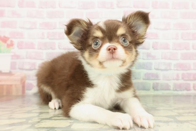 栃木県のチワワ(ロング) (Coo&RIKU宇都宮店/2026年2月10日生まれ/男の子/チョコレートホワイトタン)の子犬の3枚目の画像