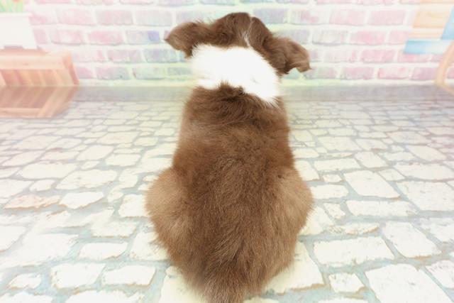 栃木県のチワワ(ロング) (Coo&RIKU宇都宮店/2026年2月10日生まれ/男の子/チョコレートホワイトタン)の子犬の4枚目の画像