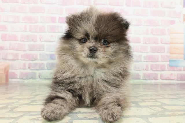 神奈川県のポメラニアン (Coo&RIKU相模原店/2026年2月11日生まれ/女の子/ブルーマール)の子犬