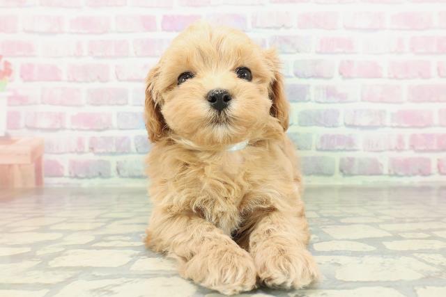 栃木県のマルプー(マルチーズ×プードル) (Coo&RIKU小山店/2026年2月10日生まれ/男の子/アプリコット)の子犬の1枚目の画像