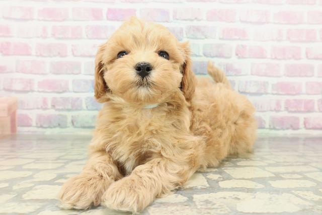 栃木県のマルプー(マルチーズ×プードル) (Coo&RIKU小山店/2026年2月10日生まれ/男の子/アプリコット)の子犬の2枚目の画像