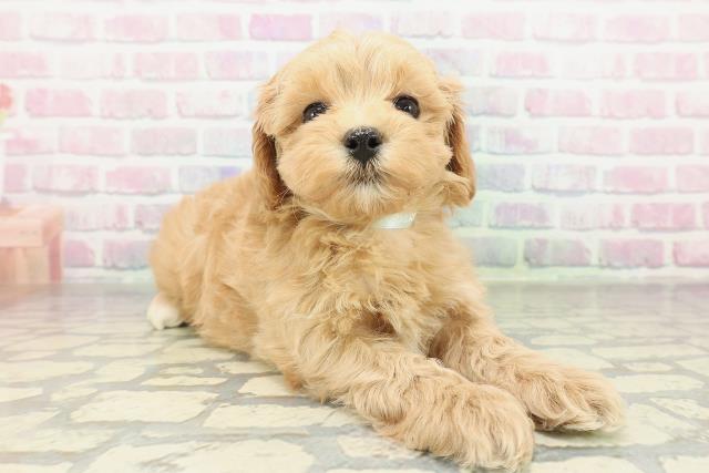 栃木県のマルプー(マルチーズ×プードル) (Coo&RIKU小山店/2026年2月10日生まれ/男の子/アプリコット)の子犬の3枚目の画像