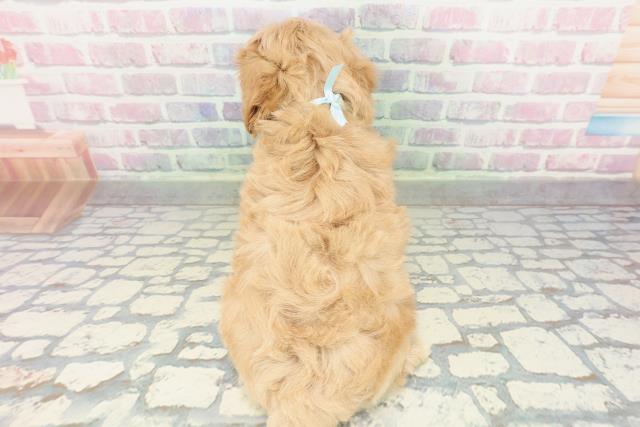 栃木県のマルプー(マルチーズ×プードル) (Coo&RIKU小山店/2026年2月10日生まれ/男の子/アプリコット)の子犬の4枚目の画像