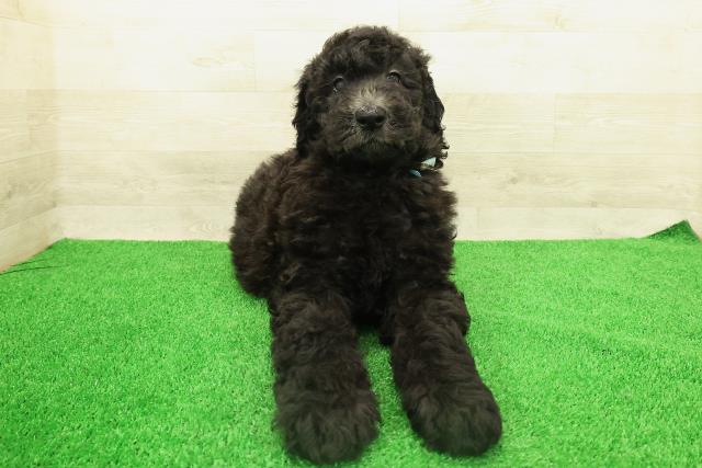 栃木県のスタンダードプードル (Coo&RIKUFKDインターパーク店/2026年2月10日生まれ/男の子/シルバー)の子犬の1枚目の画像