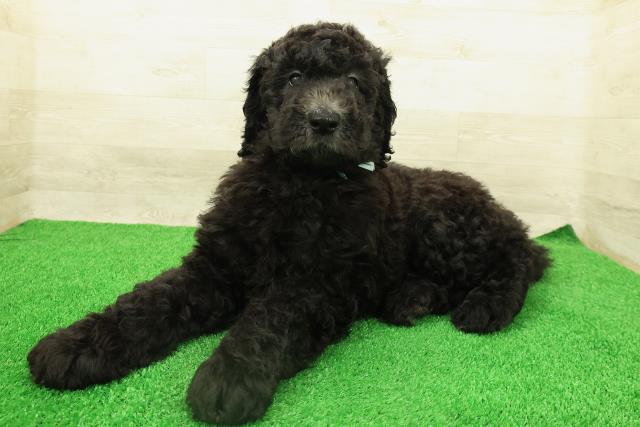 栃木県のスタンダードプードル (Coo&RIKUFKDインターパーク店/2026年2月10日生まれ/男の子/シルバー)の子犬の2枚目の画像