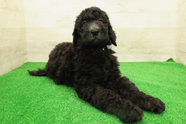 栃木県のスタンダードプードル (Coo&RIKUFKDインターパーク店/2026年2月10日生まれ/男の子/シルバー)の子犬の3枚目の画像