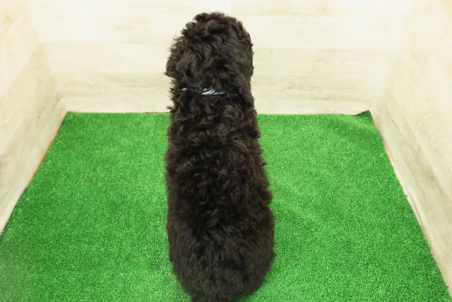 栃木県のスタンダードプードル (Coo&RIKUFKDインターパーク店/2026年2月10日生まれ/男の子/シルバー)の子犬の4枚目の画像