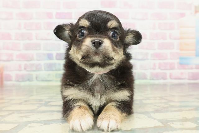 東京都のチワワ(ロング) (Coo&RIKU大久保店/2026年2月10日生まれ/女の子/ブラックタン)の子犬の1枚目の画像