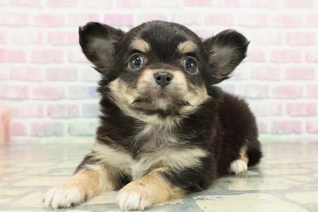 東京都のチワワ(ロング) (Coo&RIKU大久保店/2026年2月10日生まれ/女の子/ブラックタン)の子犬の2枚目の画像