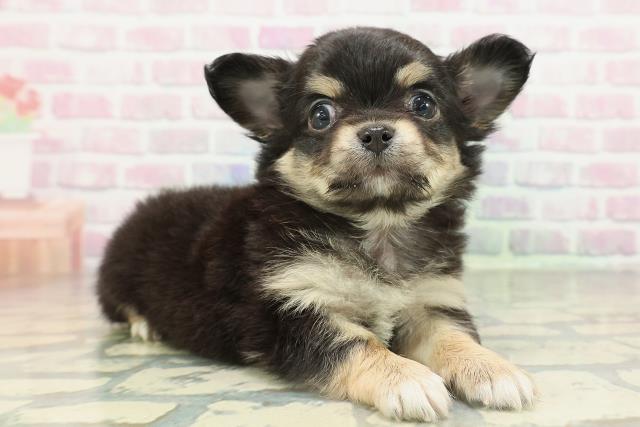 東京都のチワワ(ロング) (Coo&RIKU大久保店/2026年2月10日生まれ/女の子/ブラックタン)の子犬の3枚目の画像