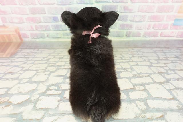 東京都のチワワ(ロング) (Coo&RIKU大久保店/2026年2月10日生まれ/女の子/ブラックタン)の子犬の4枚目の画像